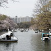 井の頭公園で桜のスナップしてきた