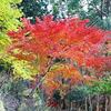 宍粟市 最上山公園 紅葉 '24