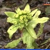 春を告げる山菜フキノトウが顔を出す【熊本】