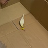 「オカメインコの安眠と健康のために。段ボールハウスづくり奮闘記」　🐥きいまる日記　