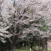 「ふくしま桜旅2025」の記録②　古木や穴場の桜に感動！二本松市編