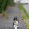 猫だらけ