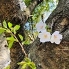 仁尾の桜