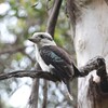 ワライカワセミ(Laughing Kookaburra)