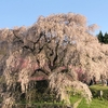 たった一本の桜が創り出す絶景！又兵衛桜（本郷の瀧桜）とおすすめ「ヒルトコカフェ」