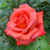 24年5月のバラ園のお話。1