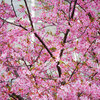 まぼろし博覧会の桜