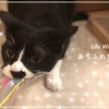 【朗報】おもちゃを修復したら勢いが増した猫はこちらです...