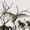 虚空に飛ぶか?木の上のチュウサギ