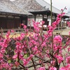 元興寺の梅（２月初旬～３月中旬）＝写真は２０２０年