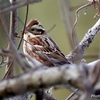 日本　寒い日の野鳥たち