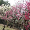 ２０２４ 梅を見る ～ 玉手山公園