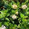 クチナシの花