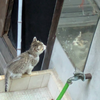 元気な子猫たち③
