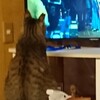 テレビ見ていたらアホなるよ😅ラッキー🐈