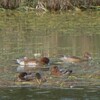 牧野ヶ池の野鳥観察会がはじまった