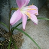 ど根性、「一輪花」