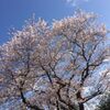 				桜が散り始めました		