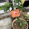 サボテンの花（ロビビア　桃鶴丸）開花　ソテツ成長　ハイビスカス開花