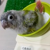 ウロコインコ・里親様募集(ダイリュート)