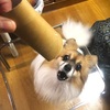 我が家の犬の好きなもの