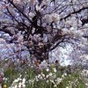 桜・満開 2009