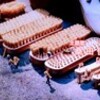 「コキア・ホウキグサ（箒草）」、紅葉が一気に…。