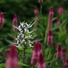 ＜写真＞京都植物園で、題名のない撮影会