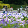 奈良県馬見丘陵公園の花菖蒲まつりで花菖蒲を撮影。