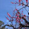 成田山新勝寺へ行ってきました（後編）梅まつりの空の下でたこやき食べて大満足！