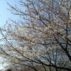 桜開花情報　青葉の森公園