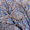 ４月１１日、　桜🌸　満開　満開　やん～‼️