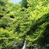 フォト・ライブラリー(371)5月の六甲山〜トウェンティ・クロスから森林植物園へ