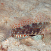  No.133 オバケインコハゼ (Signigobius biocellatus) 