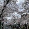 お花見散歩＠下高井戸〜上北沢