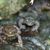 ナガレヒキガエル Bufo torrenticola