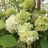 今日も医者へ