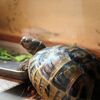 ヒガシヘルマンリクガメ～今日はおうちの中で