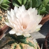ペンタカンサの花。キッチンのリフォームのこと。　