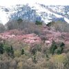 桜と雪山