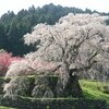 奈良の桜
