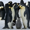 南極の王者！コウテイペンギンの驚くべき生態と子育ての秘密