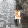 大雨の日も