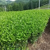 順調に生長中の三番茶芽　葉層をしっかり確保できる見通しに