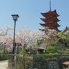 　宮島の桜
