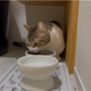 新居でももりもりご飯を食べる愛猫たち╰(*´︶`*)╯♡