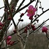 三寒四温 平和公園里山