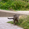 隣県西部離島のねこさん