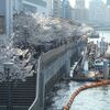 天満橋の桜の風景絶景♪