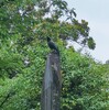 今日も大師へカラスさんぽ